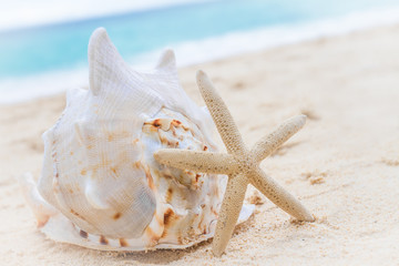 sea shell and starfish on tropical sand beach and sea background