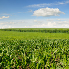 Fototapeta na wymiar corn field and beautiful sky