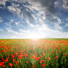 Spring landscape with red poppy field in the sunset