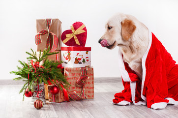 retriever puppy in Christmas costumes