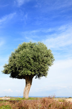 olive tree