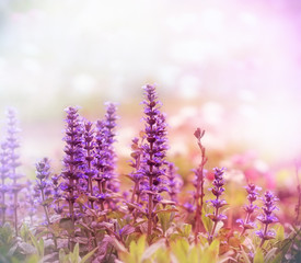 Obraz premium Purple flowers in spring