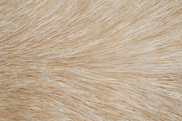 Dog fur close up as background. Small depth of field