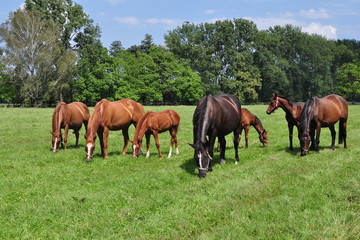 group of horses on pasture