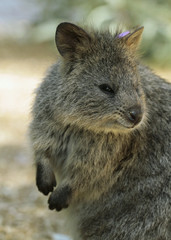 Quokka (Setonix branchyuras)