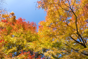 黄緑から赤の秋のイロハカエデの葉
