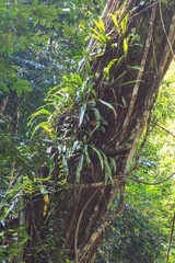 fern on trunk tree