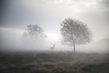 Fototapete Rotwildhirsch in atmosphärischer nebliger Herbstlandschaft © veneratio