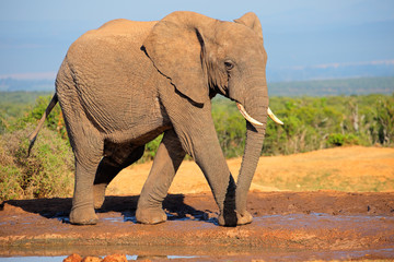 African elephant, Addo Elephant National Park