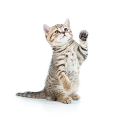 Naklejka premium playful kitten cat