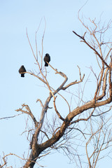 Corvus monedula, Jackdaw.