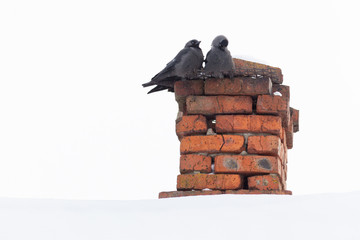 Corvus monedula, Jackdaw.