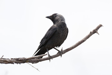 Corvus monedula, Jackdaw.