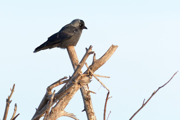Corvus monedula, Jackdaw.