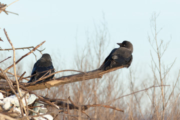 Corvus monedula, Jackdaw.