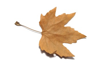 Sutumnal Maple Leaf