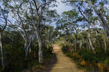 Fire trail in the Australian bush