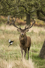 Majestic Stunning red deer stag in Autumn Fall landscape