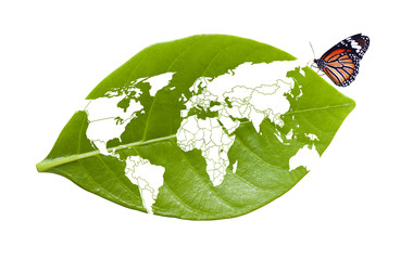 Butterfly on world map leaf