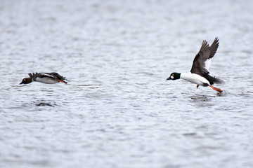 Bucephala clangula, Common Goldeneye.
