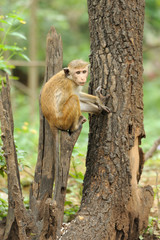 Monkey in the living nature