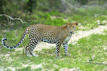 Leopard
