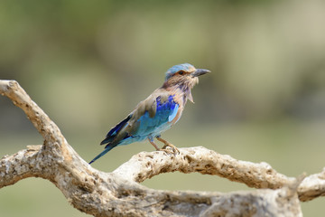 Indian Roller