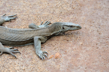 Monitor Lizard