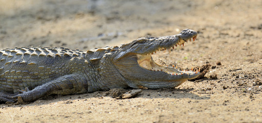 Сrocodile