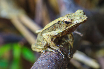 Frog on a tree