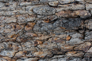 Old wood texture for web background