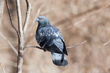 Columba livia, Rock Dove.