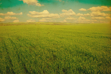 Fototapeta premium Background image of lush grass field under blue sky