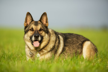 Adult German Shepherd Dog
