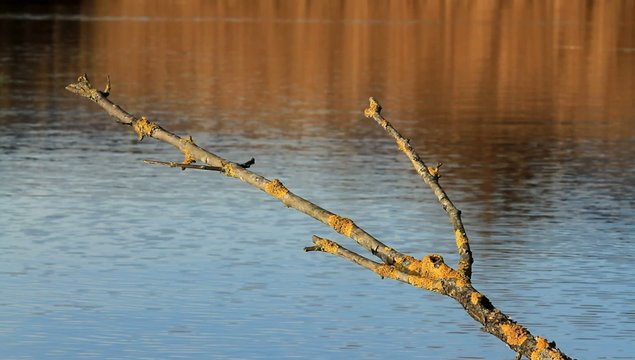 Ramo con licheni su acqua