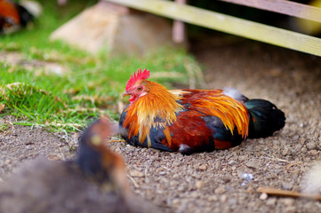 Beautiful wild rooster on Kauai island