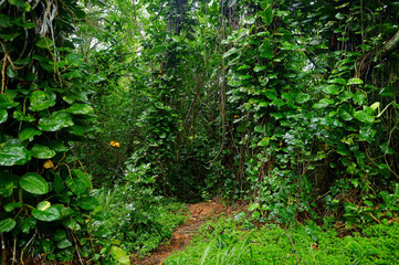 Kalalau trail in Kauai, Hawaii