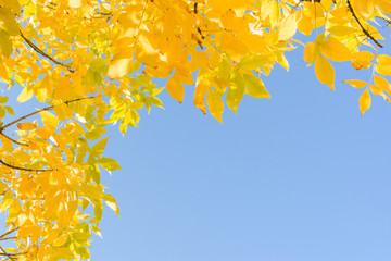 Indian summer gold yellow autumn leaves over clear blue sky