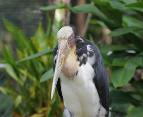close up Lesser Adjutant ,thailand