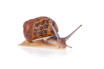 Garden snail isolated on a white background