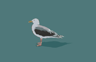Seagull