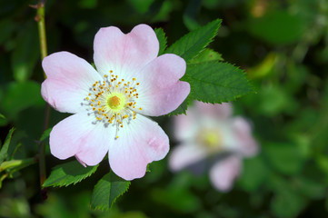 Flower rose corrugated in spring in Poland..