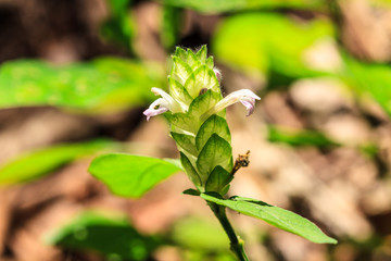 beautiful wild flower in forest
