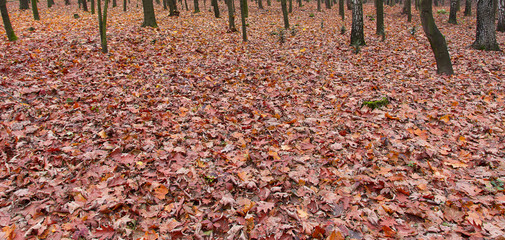Jesienny las - obrazy, fototapety, plakaty