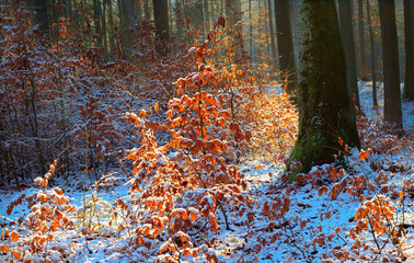 Piękno Zimowego  Bukowego Lasu © Wojciech Lisiński
