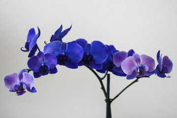 Fototapeta na wymiar Image of Blue and Purple Orchids 