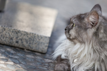 Norwegian cat.