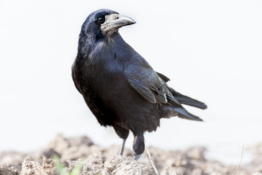 Corvus frugilegus, Rook.