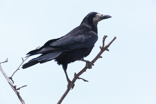 Corvus frugilegus, Rook.