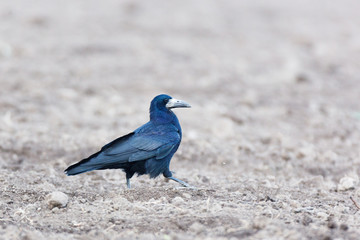 Corvus frugilegus, Rook.